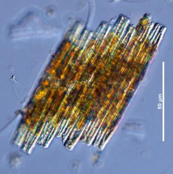 Bacillaria paxillifera